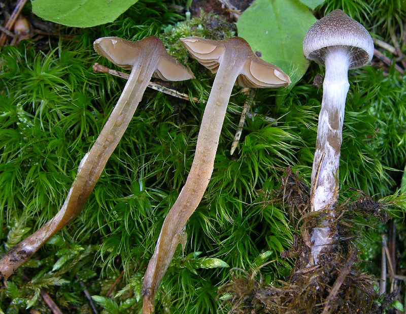 Alcuni Cortinarius.